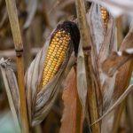 U.S. oil has its biggest one-day price increase in six years, driving the cost of gas even higher